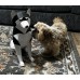 Husky Papercraft